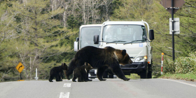 Japanse operatie tegen berenaanvallen met honing, wijn en 800 camera’s