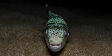 De giftige zeebaars: bedreiging voor Griekse economie