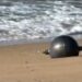 Mysterie van metalen ballen op Australisch strand onthuld door ruimtevaartagentschap