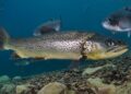 Frankenstein-forel zaait paniek in Schotse wateren