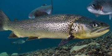Frankenstein-forel zaait paniek in Schotse wateren