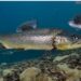 Frankenstein-forel zaait paniek in Schotse wateren