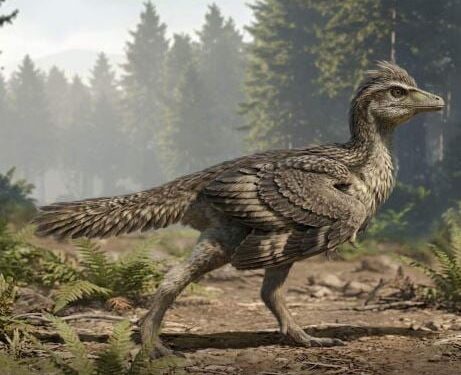 Ontbrekende schakel gevonden in evolutie van vogels vanaf dinosauriërs