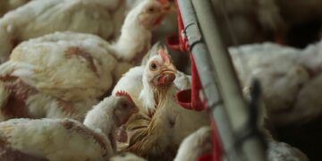 Gevolgen van pluimveehouderij voor voedselvergiftiging 100 keer erger dan gedacht