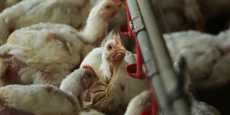 Gevolgen van pluimveehouderij voor voedselvergiftiging 100 keer erger dan gedacht