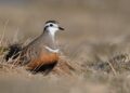 Klimaatverandering bedreigt Britse vogelsoorten, waarschuwen deskundigen