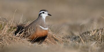 Klimaatverandering bedreigt Britse vogelsoorten, waarschuwen deskundigen