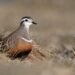 Klimaatverandering bedreigt Britse vogelsoorten, waarschuwen deskundigen