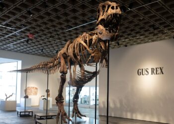 Gus de T-rex breekt verkooprecord dinosaurusfossielen op veiling