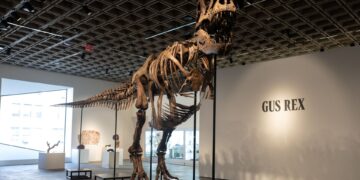 Gus de T-rex breekt verkooprecord dinosaurusfossielen op veiling