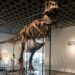 Gus de T-rex breekt verkooprecord dinosaurusfossielen op veiling