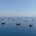 Iran stopt schepen en tankers: spanning in Hormuz en Golf van Oman
