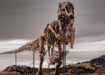 T-Rex-skelet verkocht in New York voor $50 miljoen
