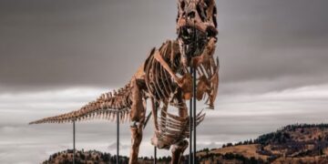 T-Rex-skelet verkocht in New York voor $50 miljoen