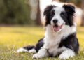 Honden begrijpen emoties van mensen, suggereert nieuw onderzoek.