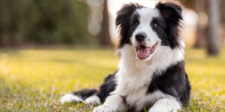 Honden begrijpen emoties van mensen, suggereert nieuw onderzoek.