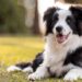 Honden begrijpen emoties van mensen, suggereert nieuw onderzoek.