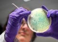 Waarschuwing na dodelijke salmonella-uitbraak met honderden zieken