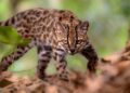 Nieuwe wilde katachtige ontdekt in Bolivia na 100 jaar.