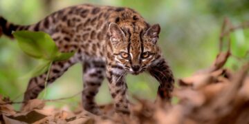 Nieuwe wilde katachtige ontdekt in Bolivia na 100 jaar.