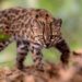 Nieuwe wilde katachtige ontdekt in Bolivia na 100 jaar.