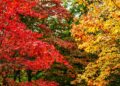 De 12 mooiste herfsttuinen in het Verenigd Koninkrijk.