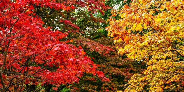 De 12 mooiste herfsttuinen in het Verenigd Koninkrijk.