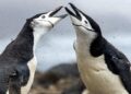 Grootste pinguïnkolonie krimpt twee derde in 14 jaar.