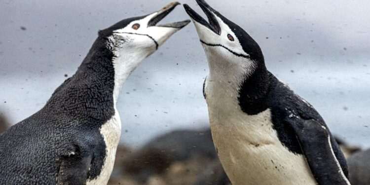 Grootste pinguïnkolonie krimpt twee derde in 14 jaar.