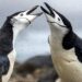 Grootste pinguïnkolonie krimpt twee derde in 14 jaar.