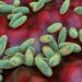 VS houdt nauwlettend toezicht na dood Russische labmedewerker door vermoedelijke pest